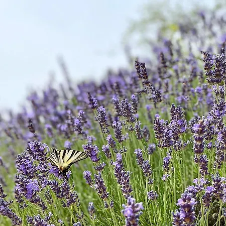 La Stefania Near Anghiari In Beautiful Setting Casa de Férias *