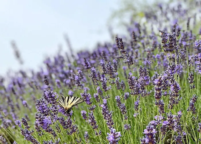 La Stefania Near Anghiari In Beautiful Setting Casa de Férias *